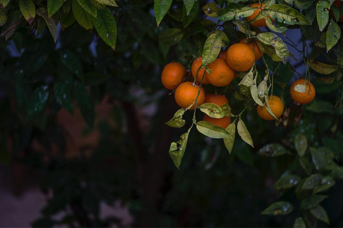 Riad Yamcha Meknès Dış mekan fotoğraf